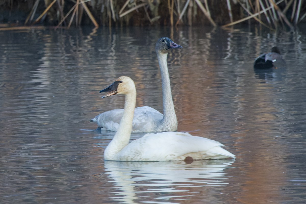 Tundra Swan - Bill Chen