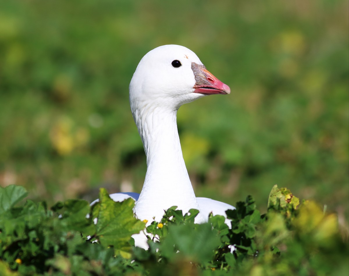 Ross's Goose - Paul Fenwick