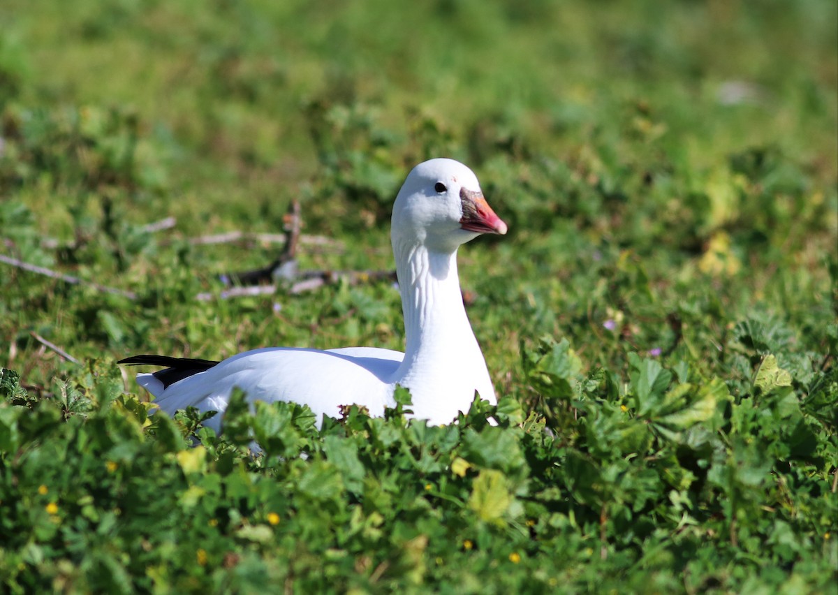 Ross's Goose - Paul Fenwick