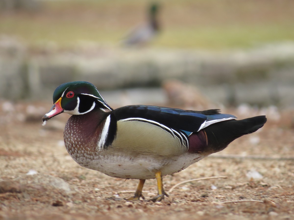 Wood Duck - ML50822221