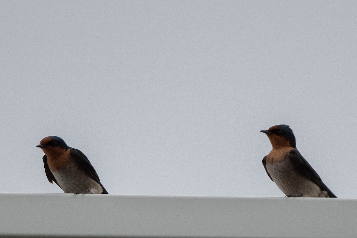 Pacific Swallow - ML508224181