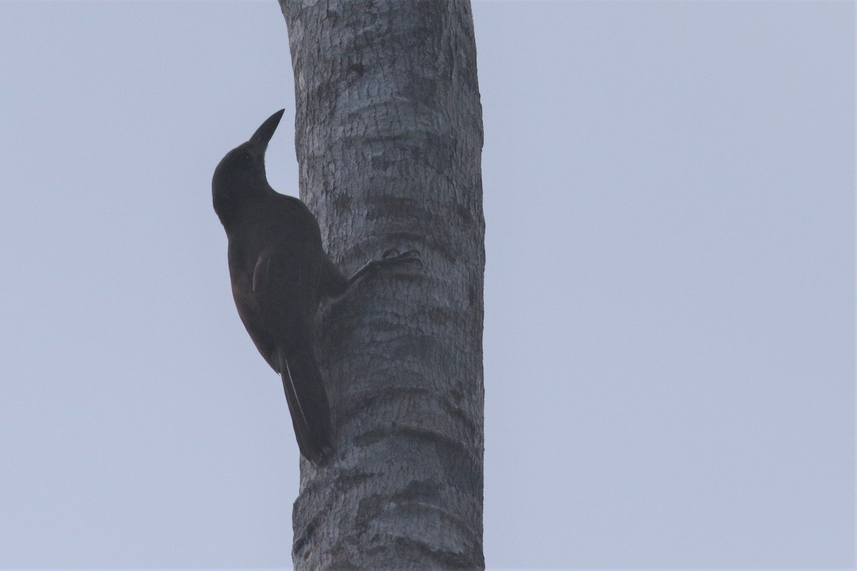 Uniform Woodcreeper (Brigida's) - ML508224451