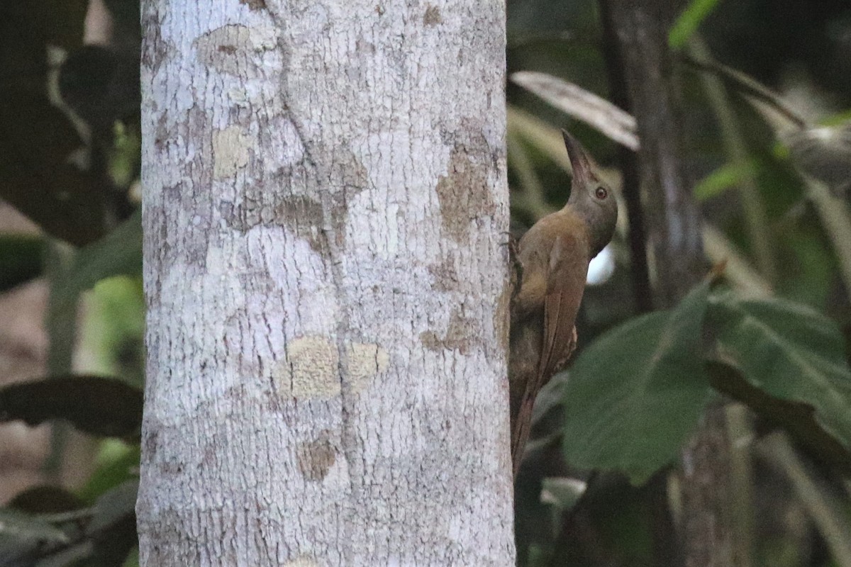 Uniform Woodcreeper (Brigida's) - ML508224461