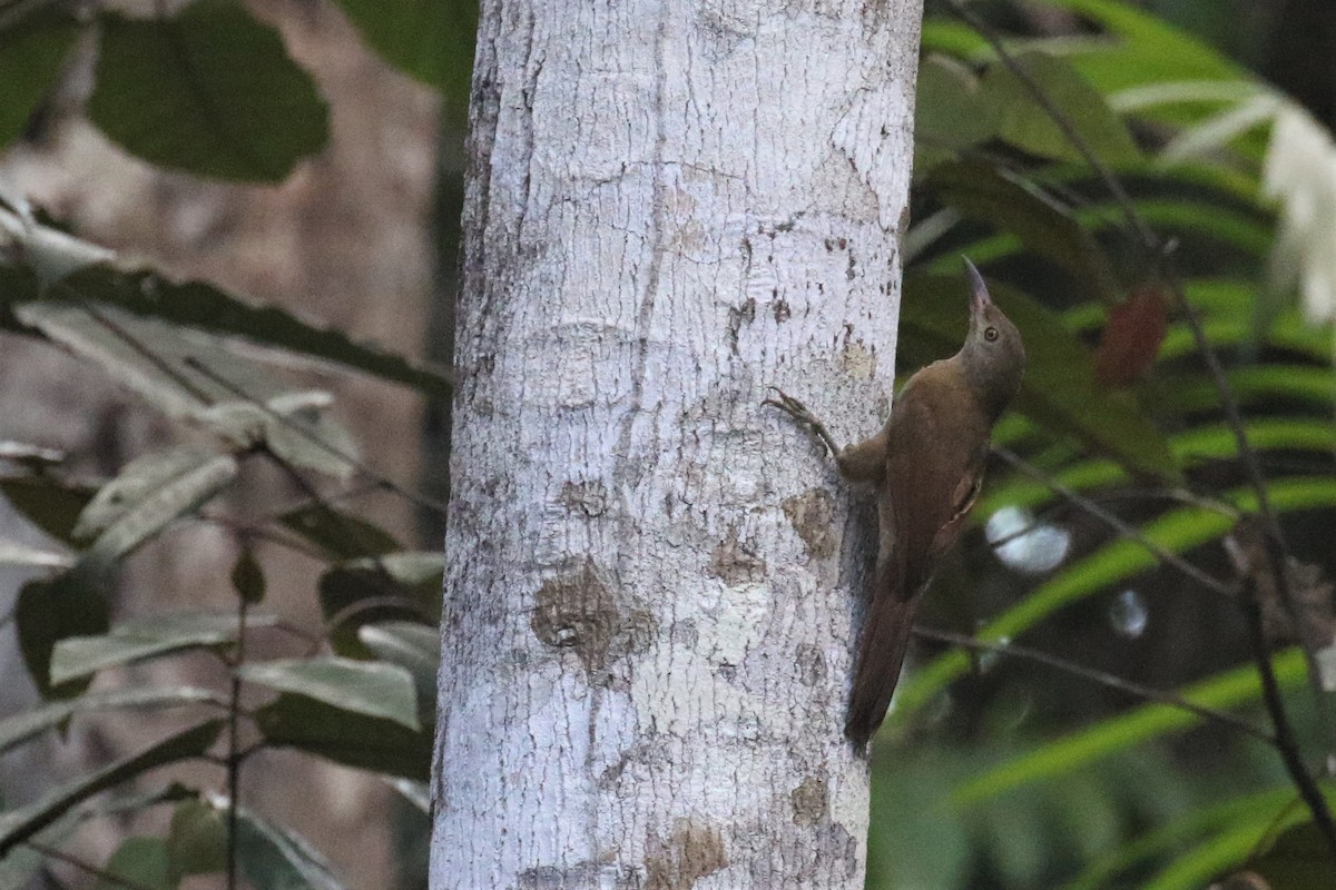 Uniform Woodcreeper (Brigida's) - ML508224481