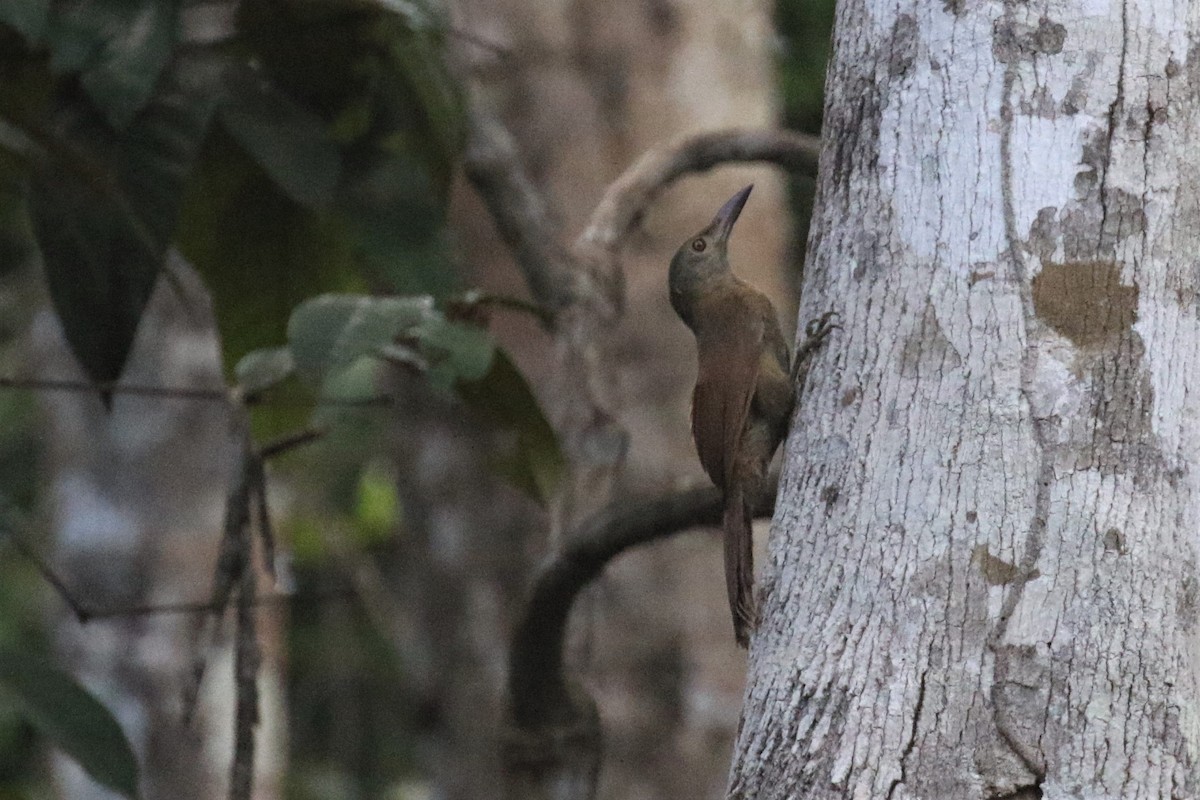 Uniform Woodcreeper (Brigida's) - ML508224491