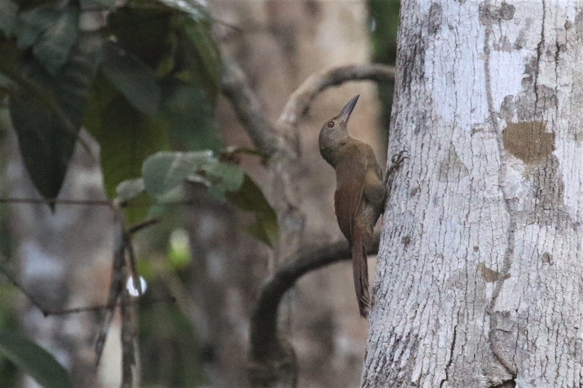 Uniform Woodcreeper (Brigida's) - ML508224501