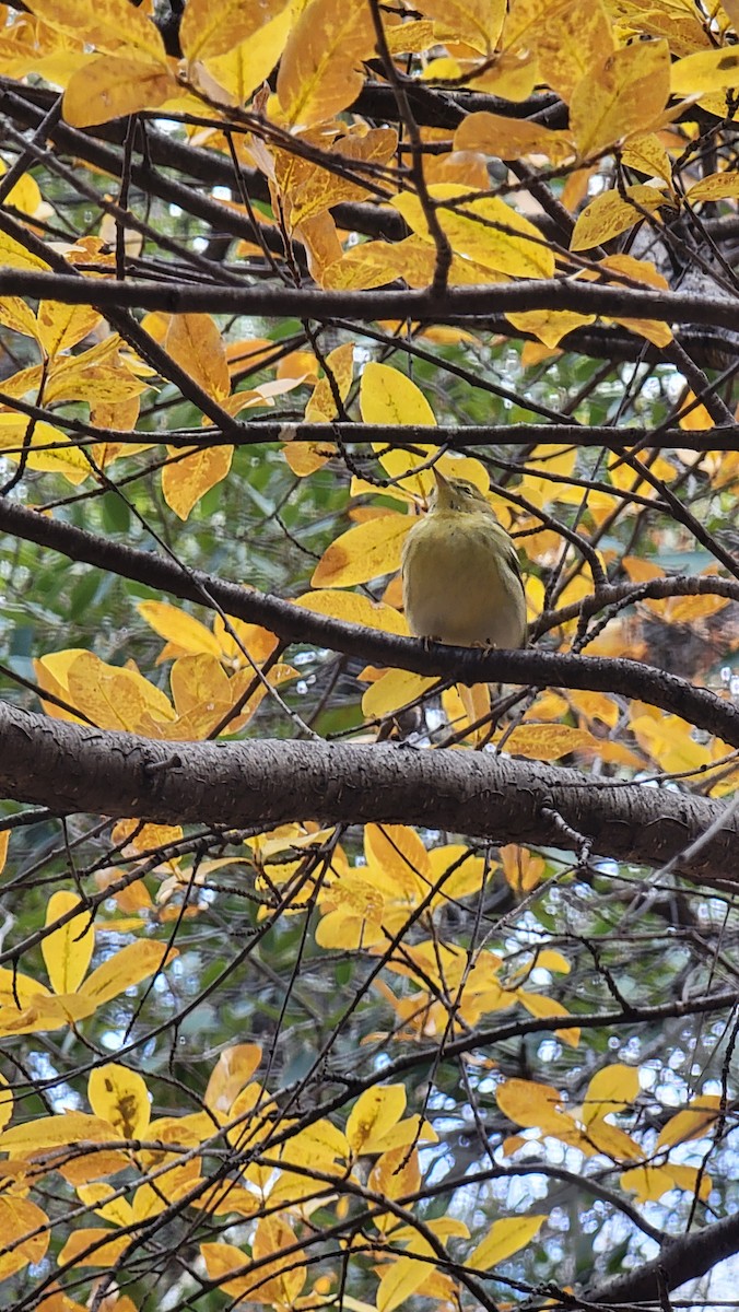 Blackpoll Warbler - ML508226871