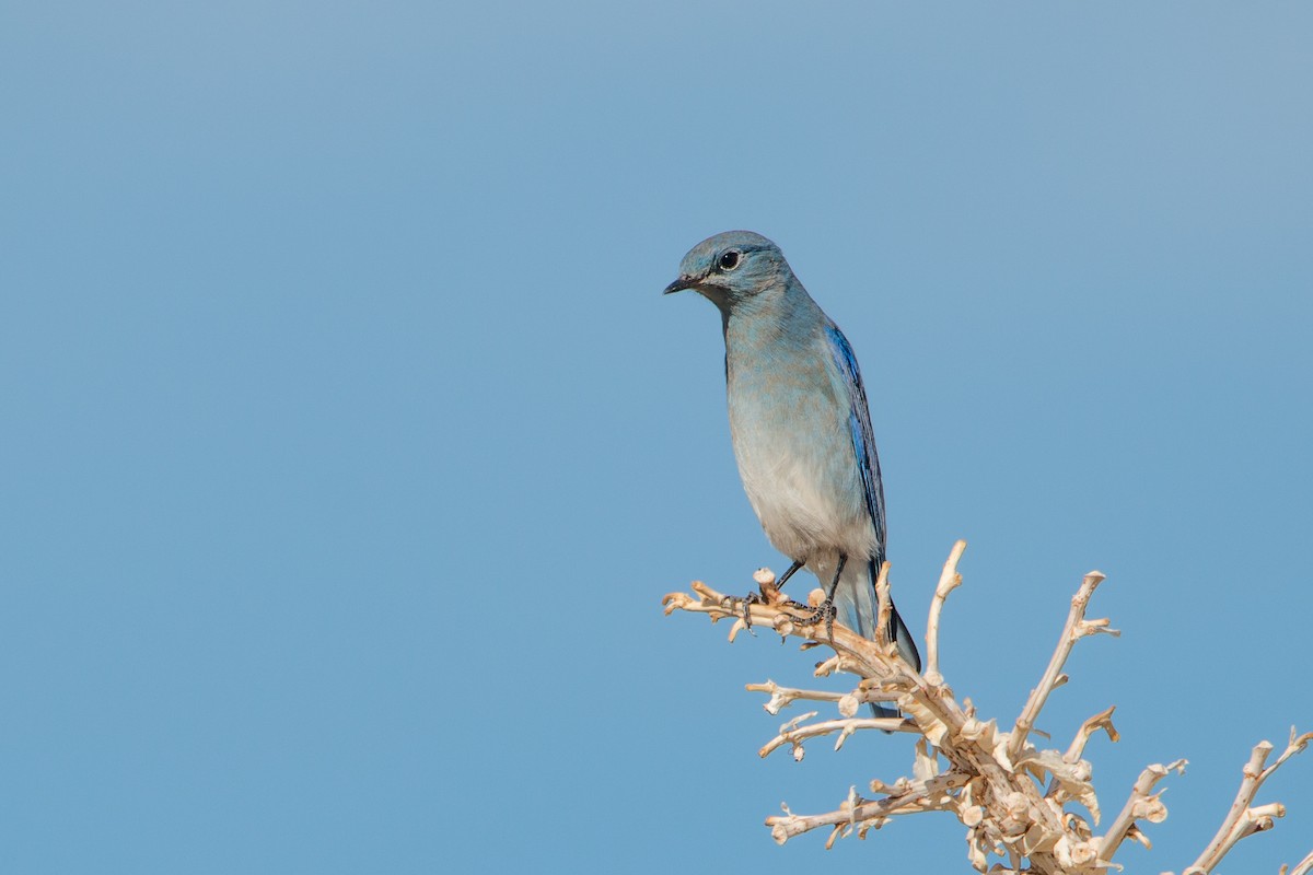 Mountain Bluebird - ML508228171