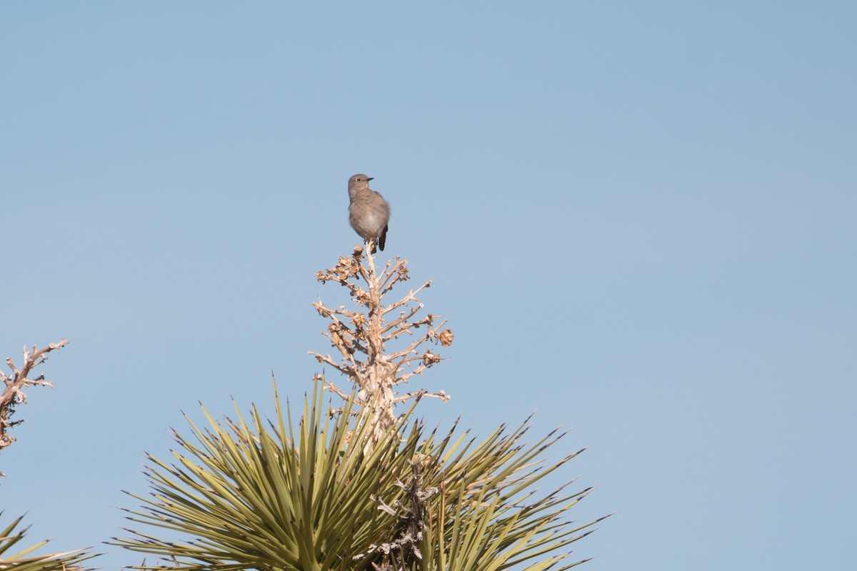 Mountain Bluebird - ML508228181