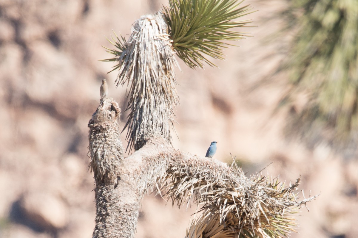 Mountain Bluebird - ML508228201