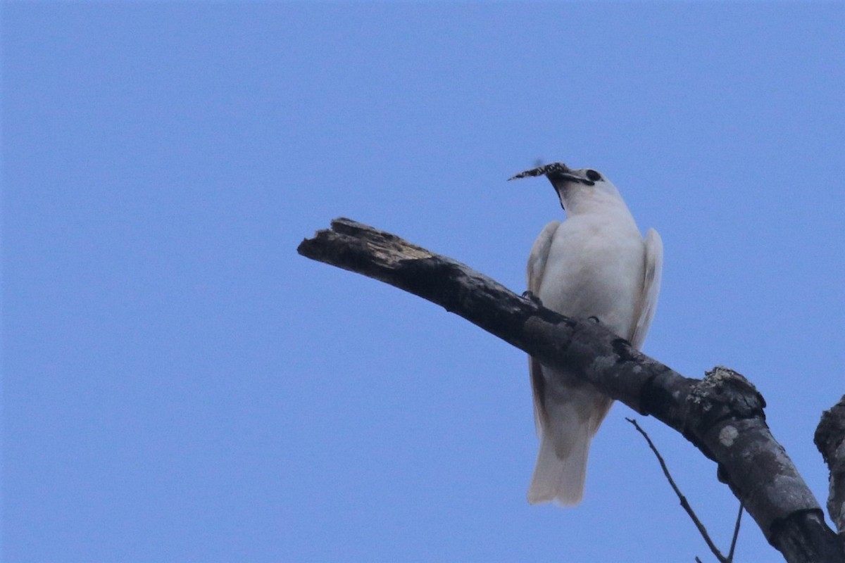 White Bellbird - Federico Schulz