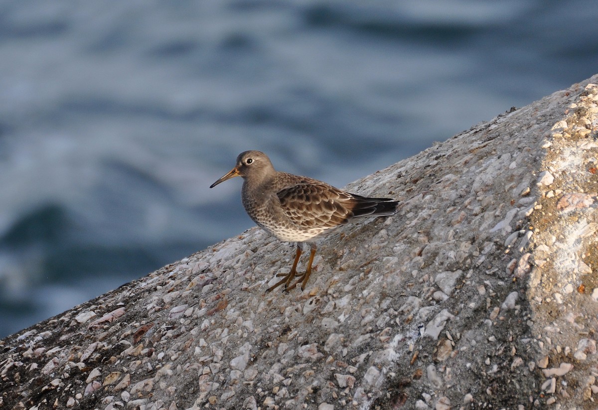 Purple Sandpiper - ML508228581