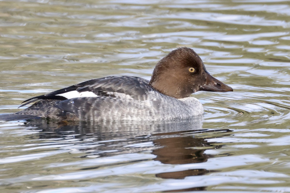 Common Goldeneye - ML508229401