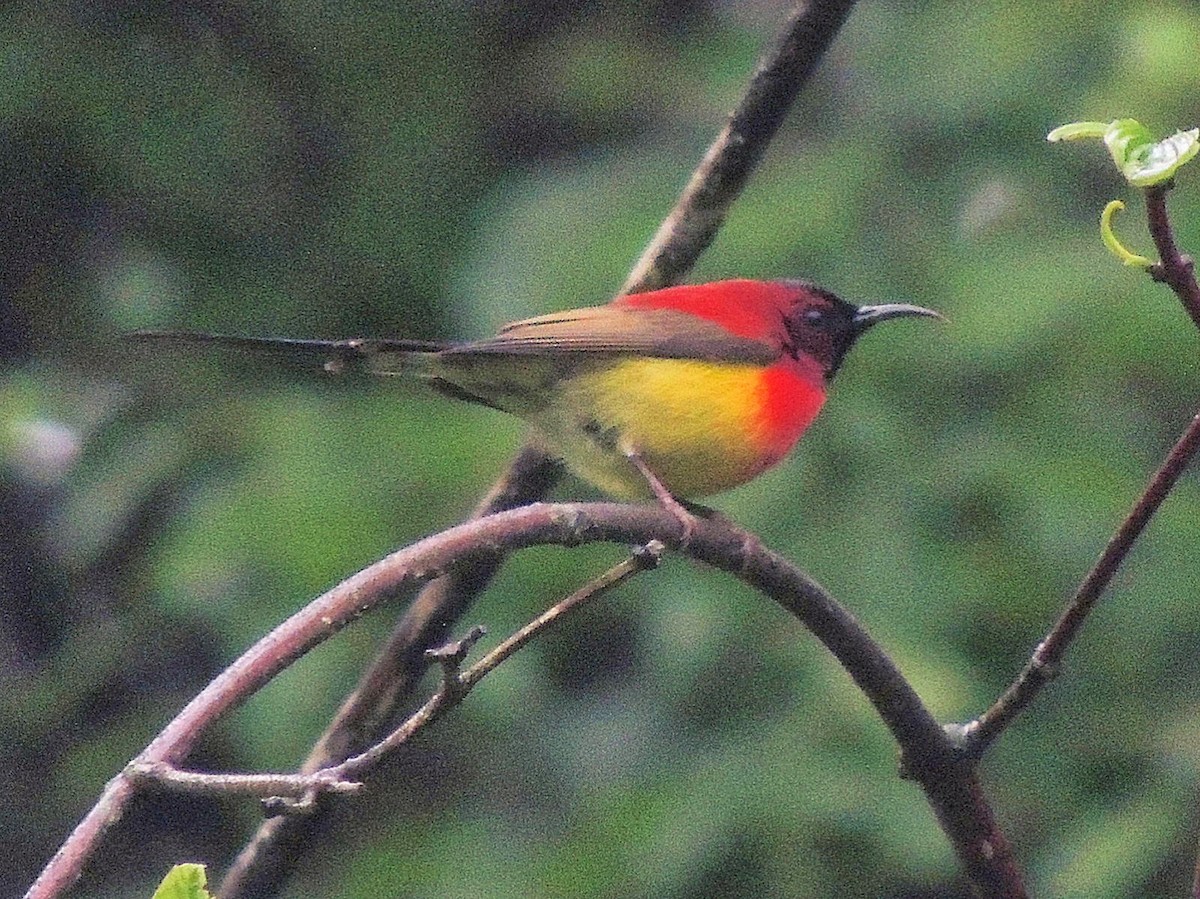 藍喉太陽鳥 - ML508229601