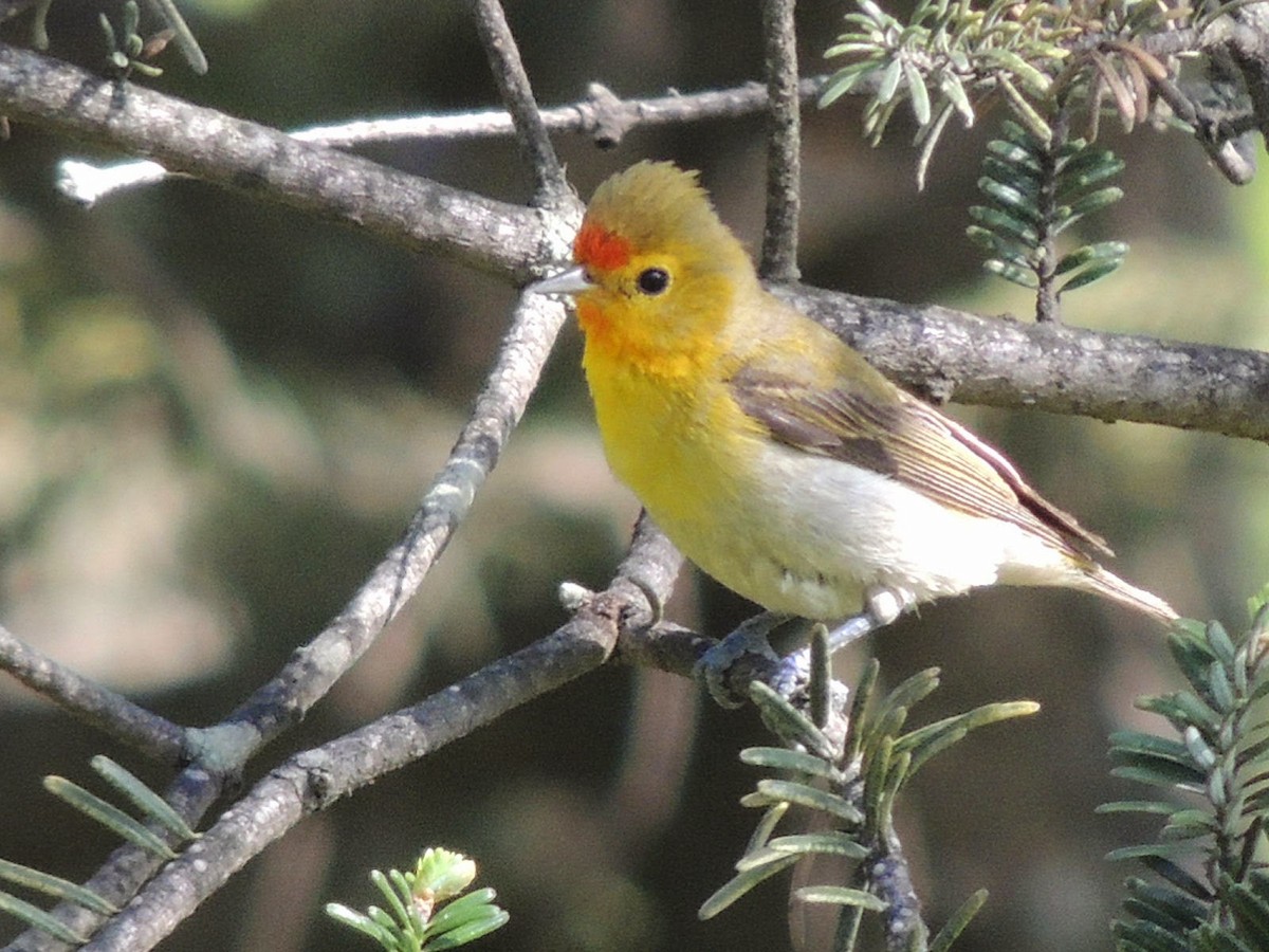 Fire-capped Tit - Peter Bono