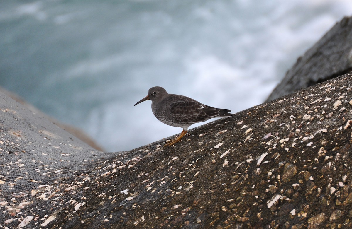 Purple Sandpiper - ML508230341