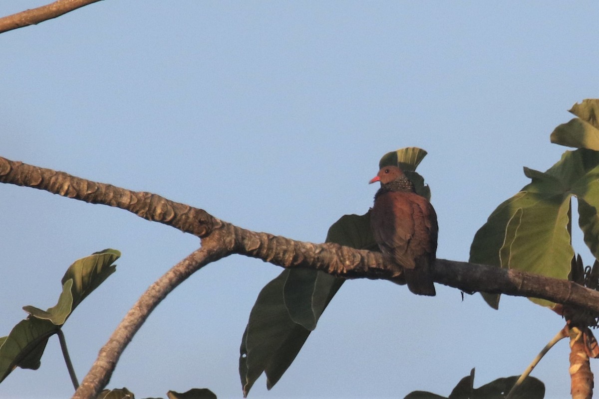 Scaled Pigeon - ML508231551