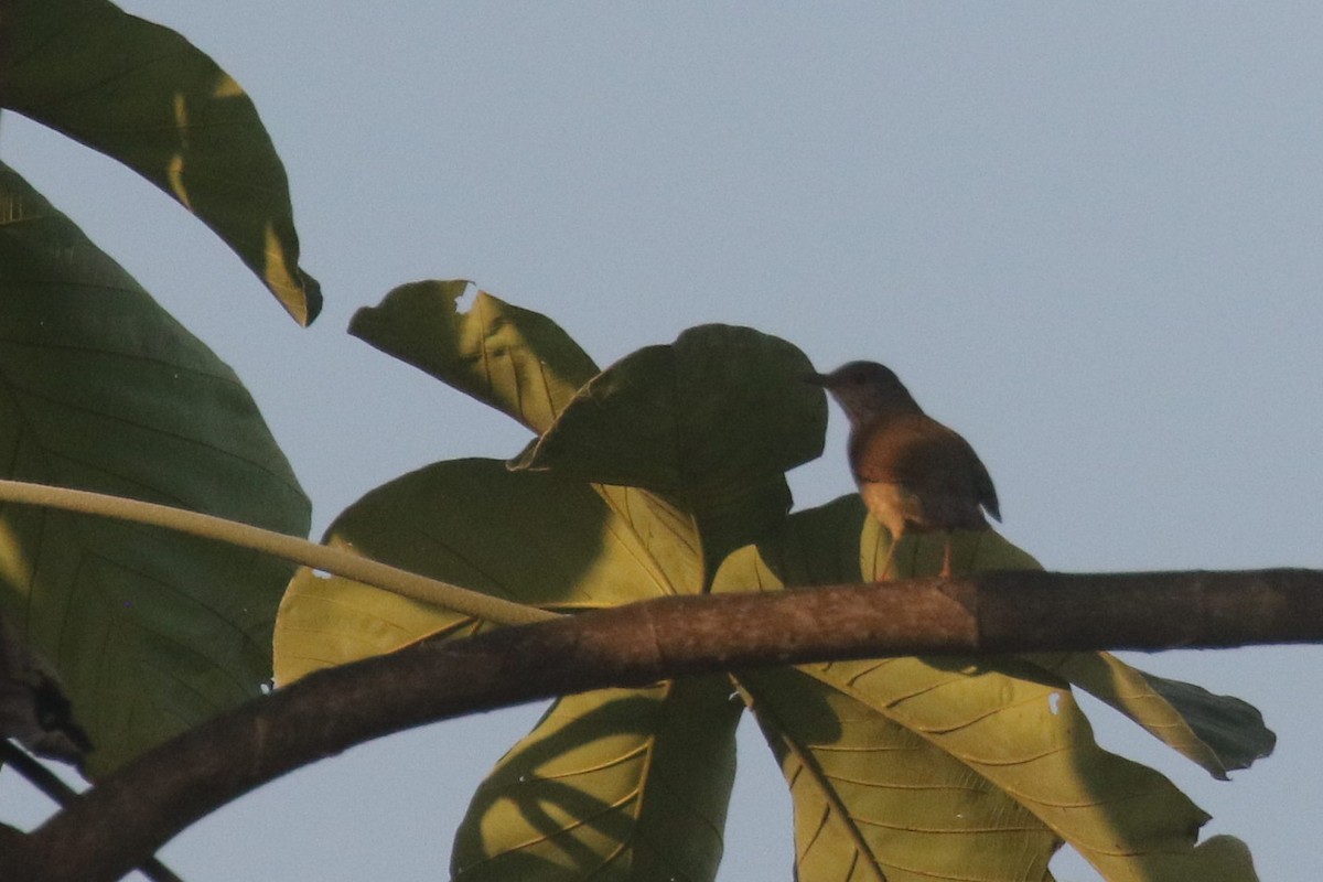 Pale-breasted Thrush - ML508231691