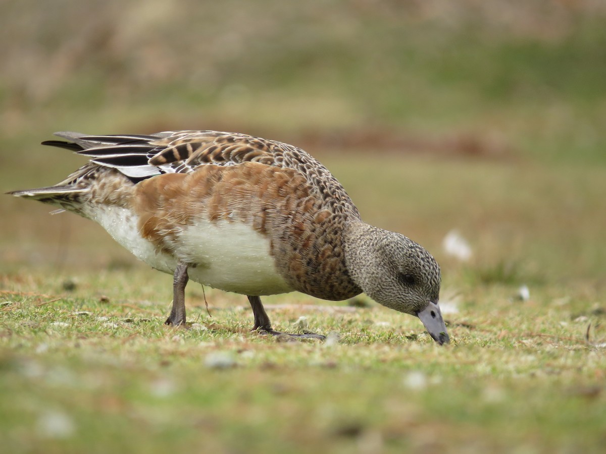 American Wigeon - ML50823171