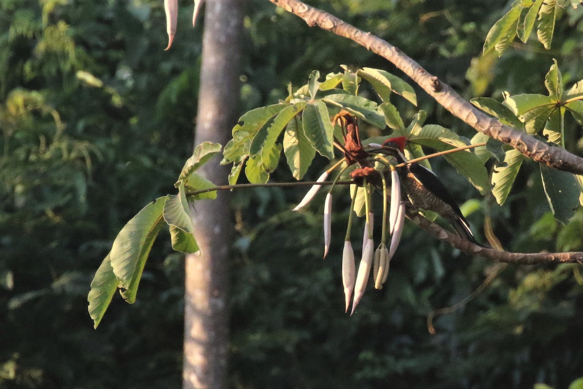 Lineated Woodpecker - ML508231881