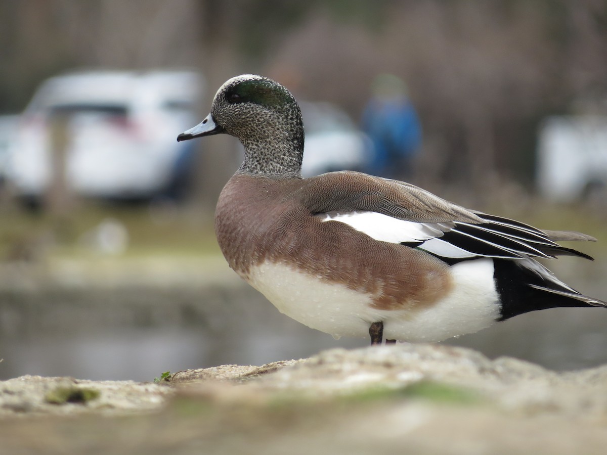 American Wigeon - ML50823201