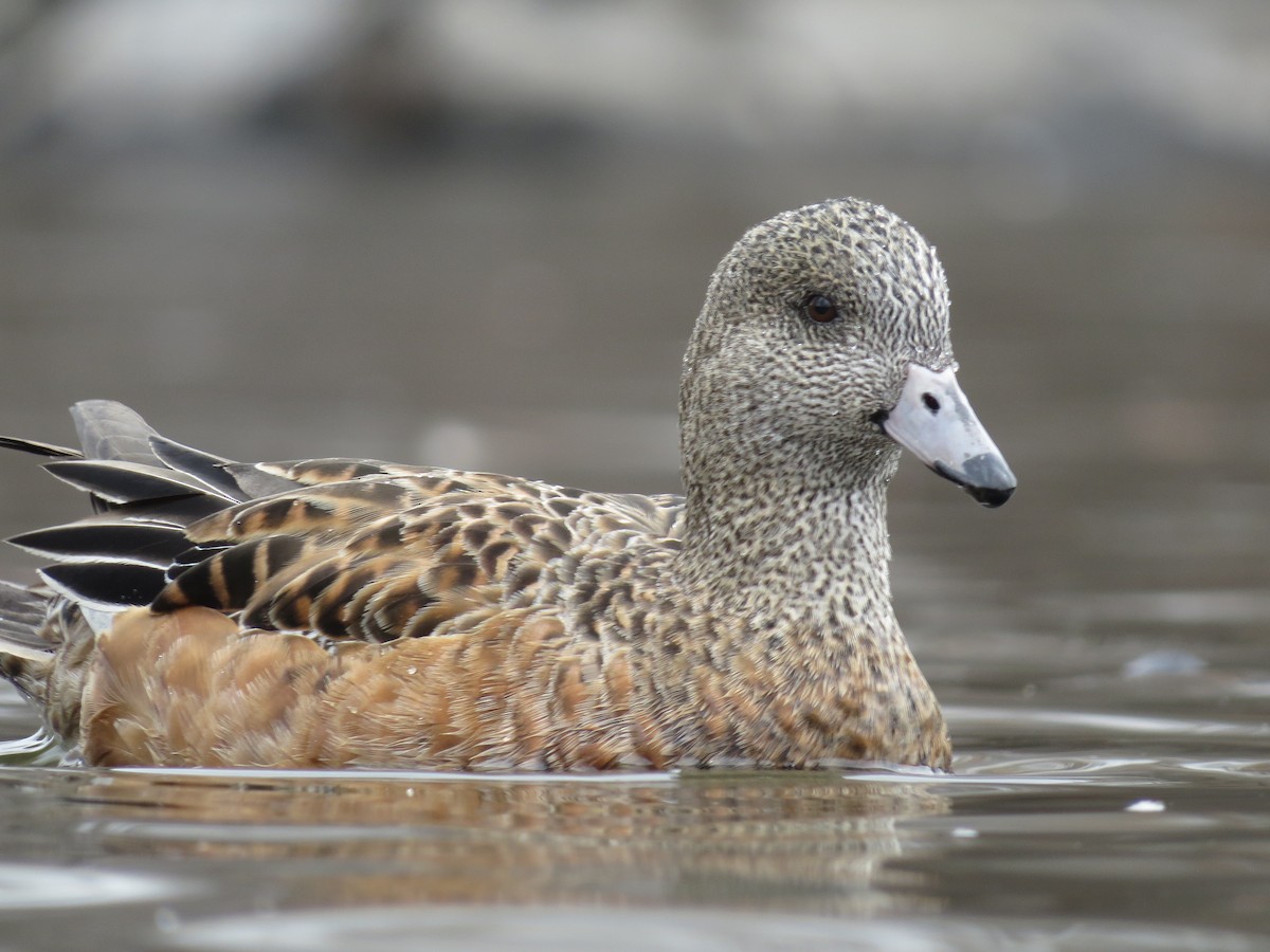 American Wigeon - ML50823211