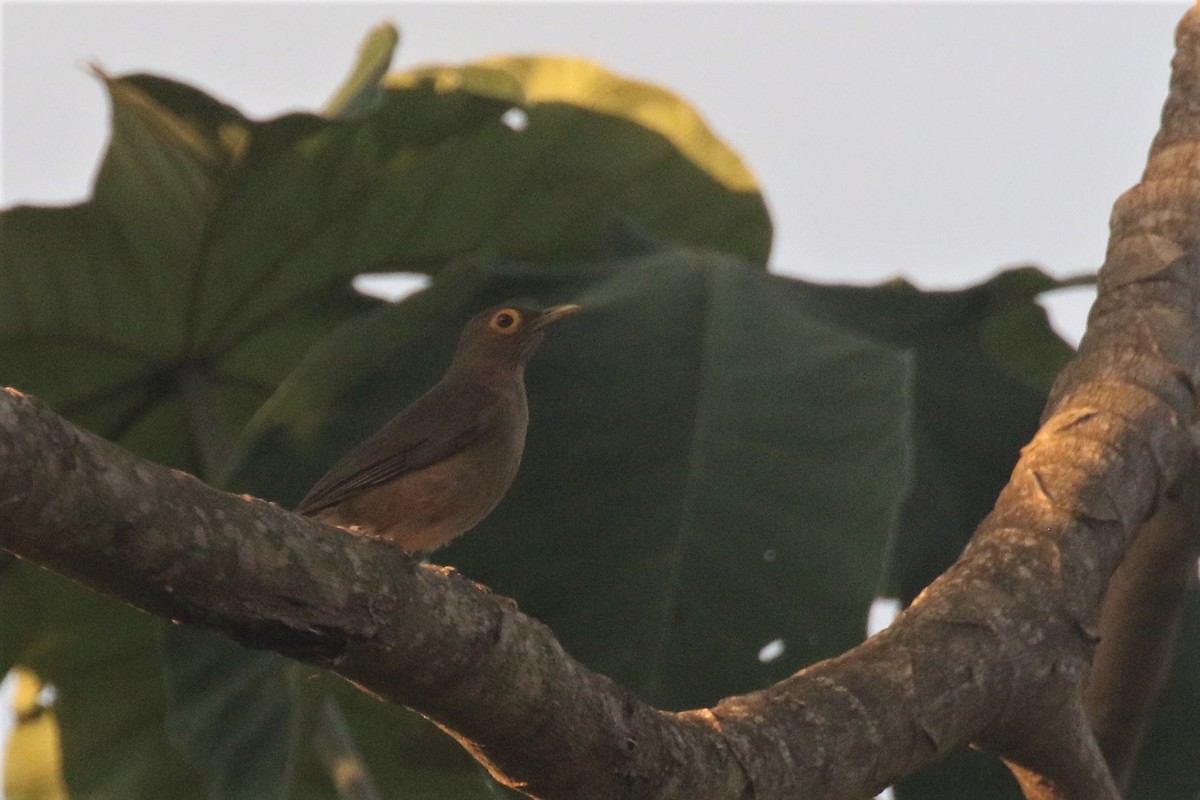 Spectacled Thrush - ML508232111