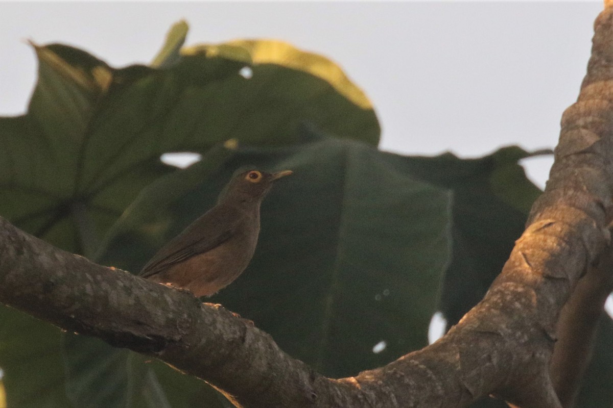 Spectacled Thrush - ML508232121