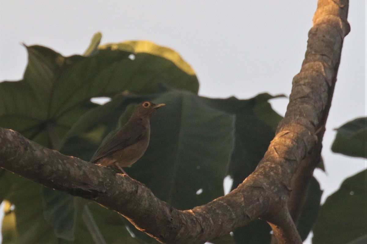 Spectacled Thrush - ML508232131
