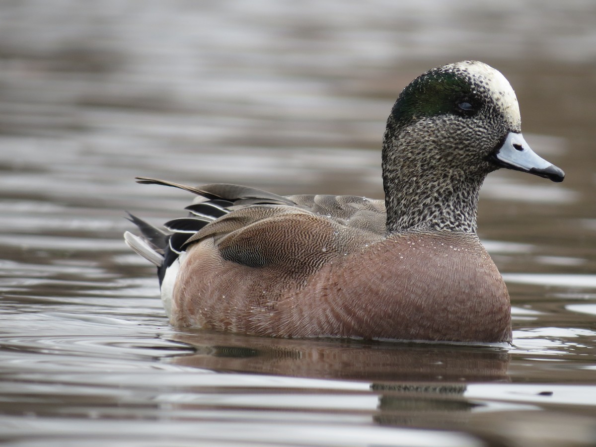 American Wigeon - ML50823231