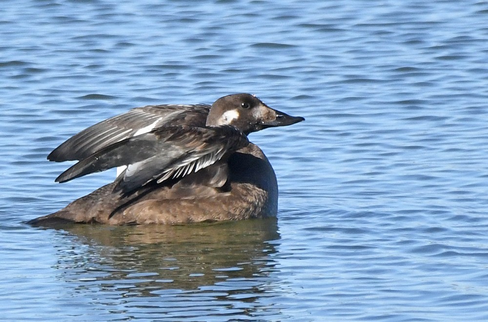 White-winged Scoter - ML508232721