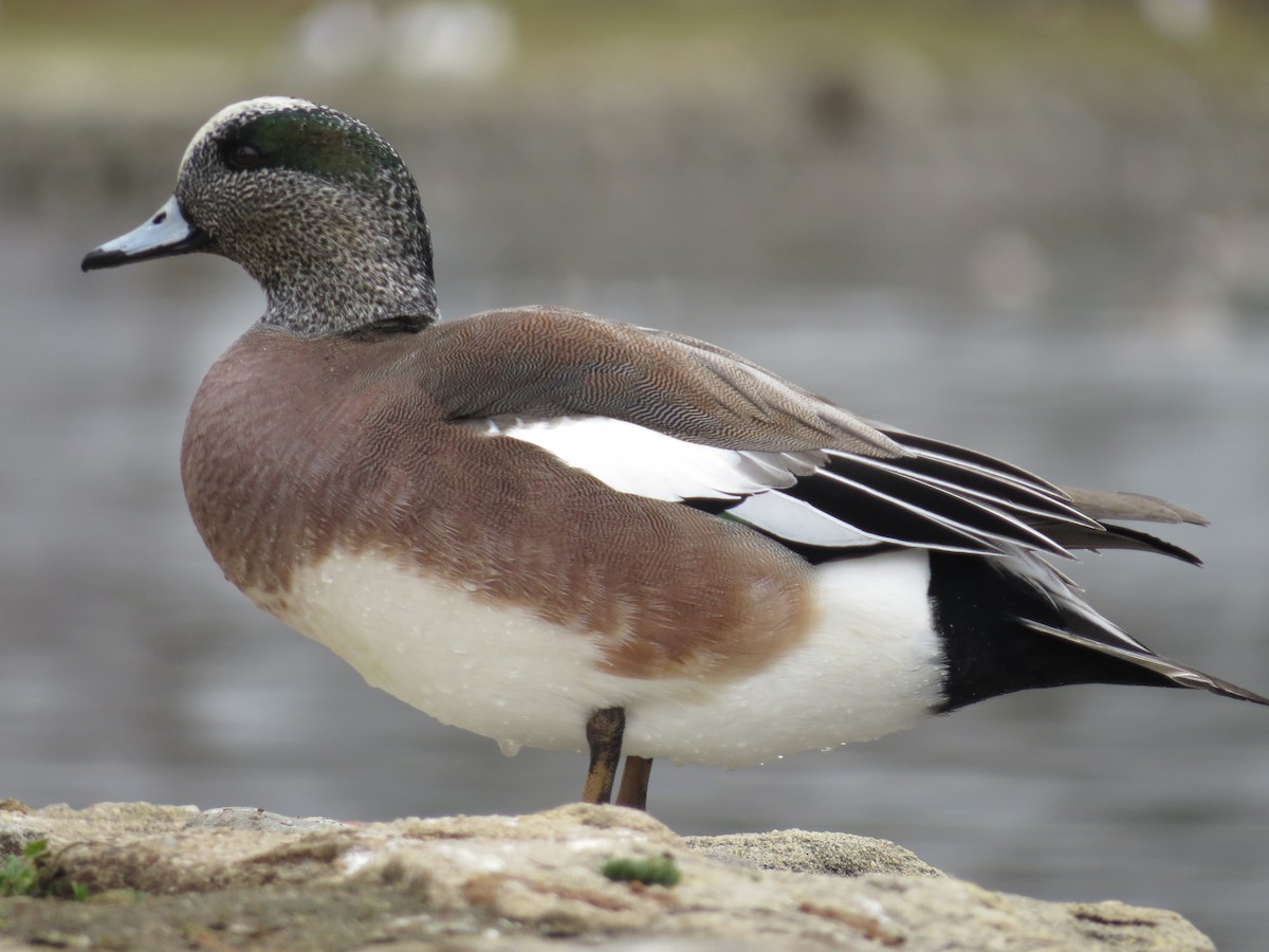 American Wigeon - ML50823321