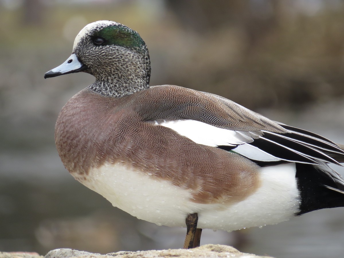 American Wigeon - ML50823341