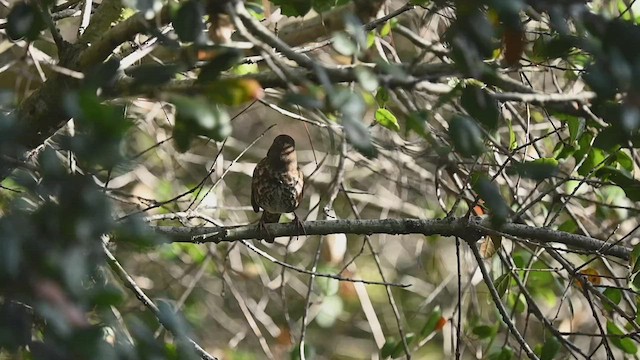 Fox Sparrow (Sooty) - ML508233441