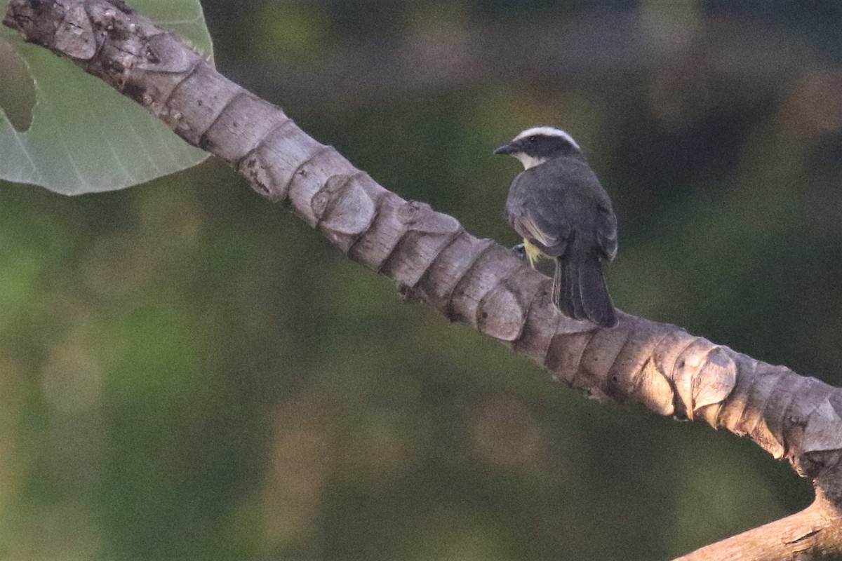 Rusty-margined Flycatcher - ML508233761