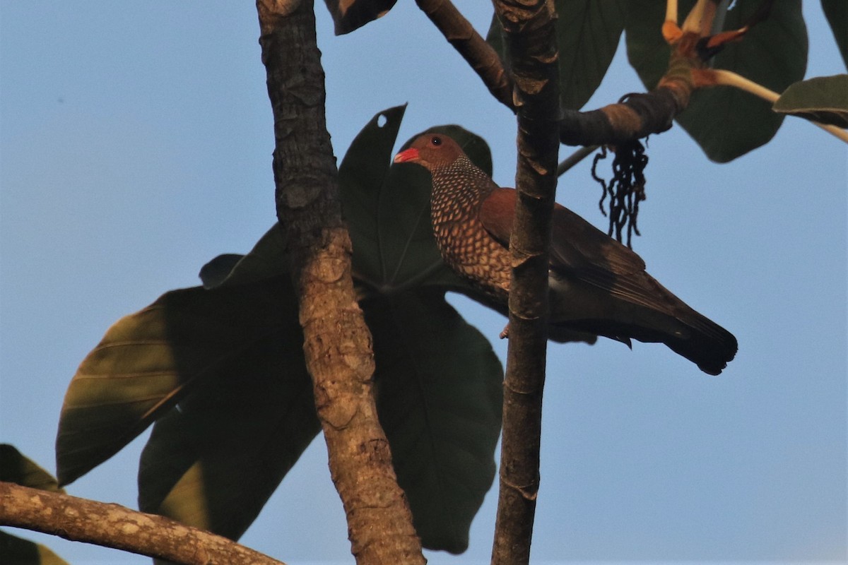 Scaled Pigeon - ML508233921