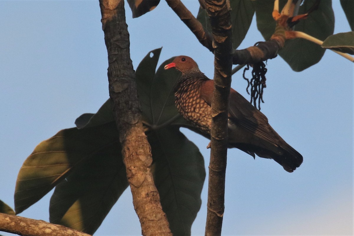 Scaled Pigeon - ML508233931