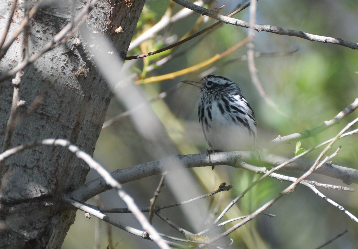 Black-and-white Warbler - Ryan Andrews