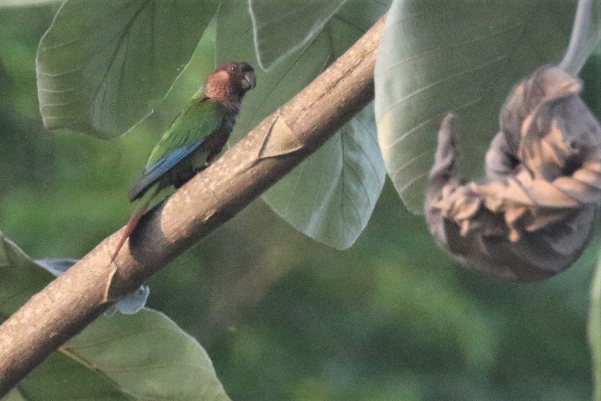 pyrura perleťový (ssp. anerythra) - ML508234261