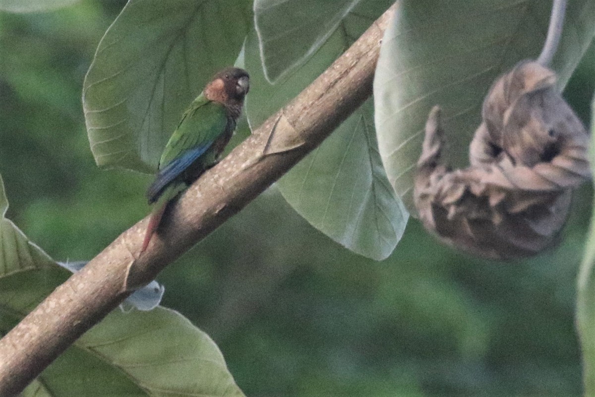 pyrura perleťový (ssp. anerythra) - ML508234271