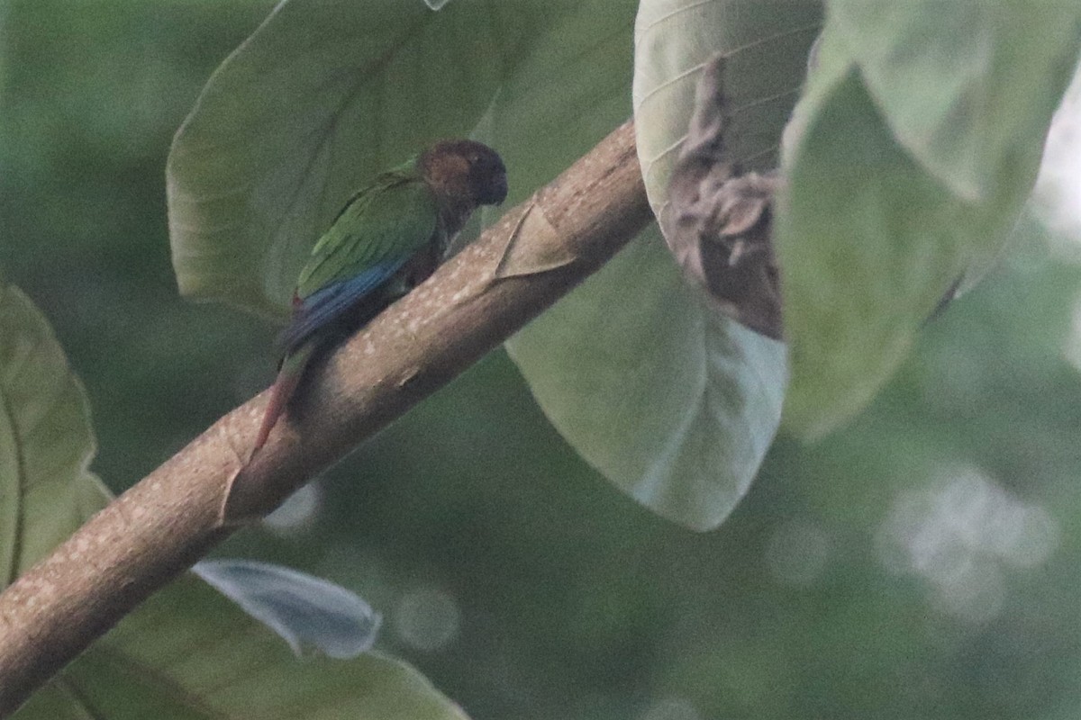 Pearly Parakeet (anerythra) - ML508234281