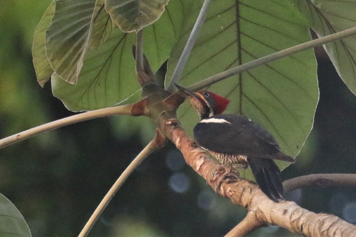 Lineated Woodpecker - ML508234381