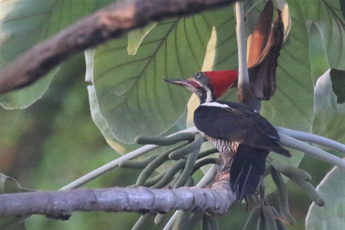 Lineated Woodpecker - ML508234391