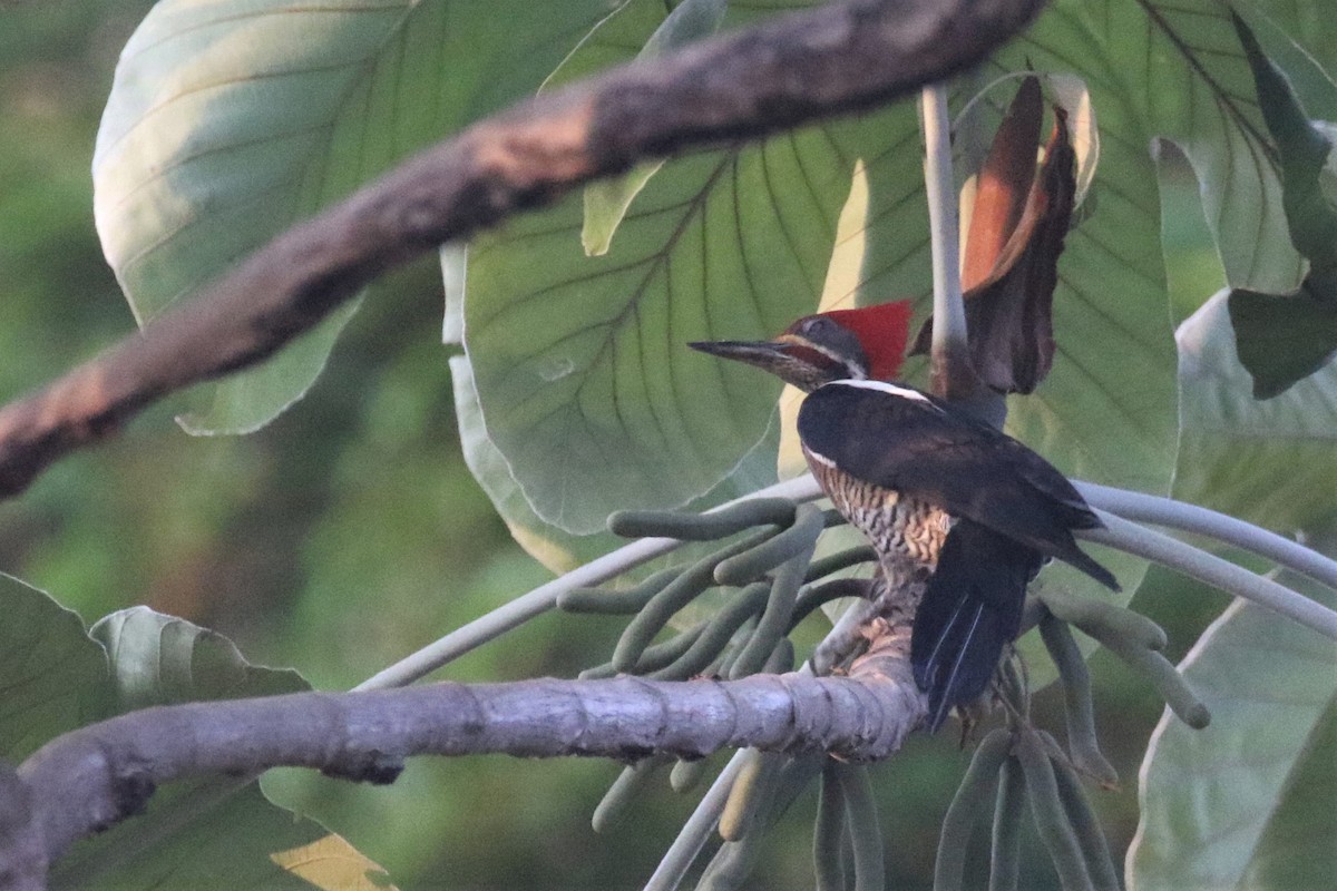 Lineated Woodpecker - ML508234401