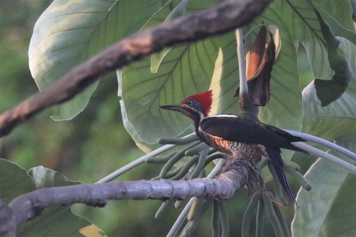 Lineated Woodpecker - ML508234411