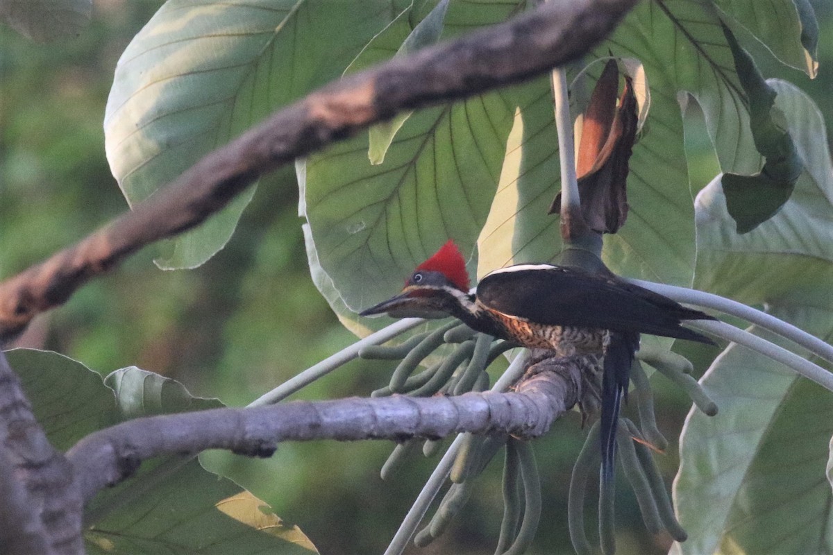Lineated Woodpecker - ML508234421