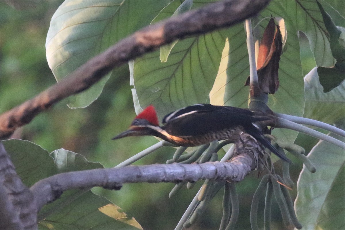 Lineated Woodpecker - ML508234431