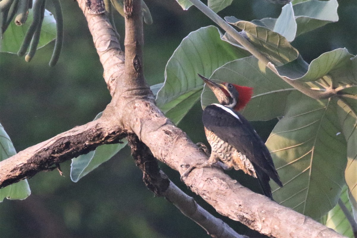 Lineated Woodpecker - ML508234441