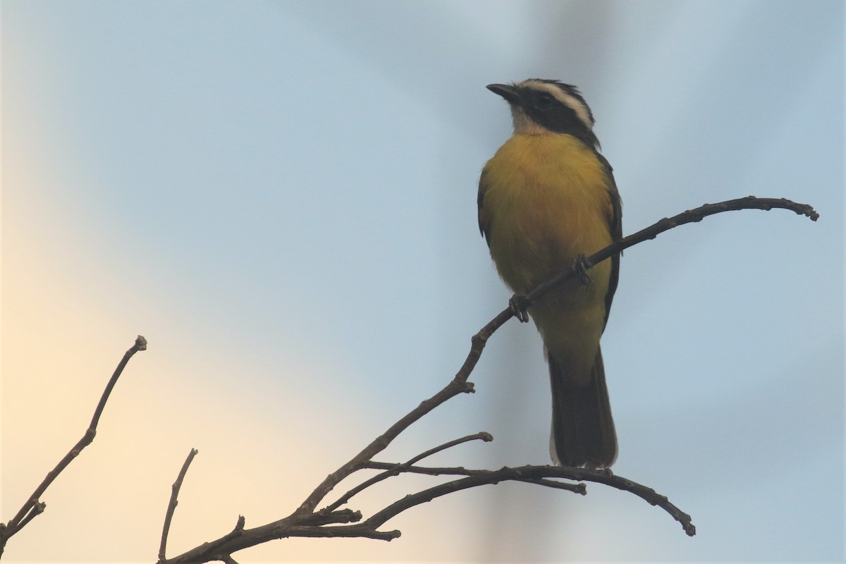 Rusty-margined Flycatcher - ML508234581