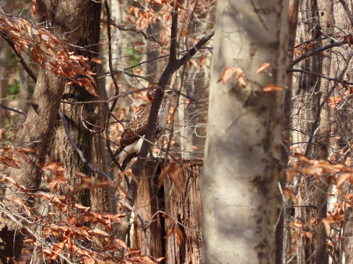 Red-tailed Hawk - ML508236261